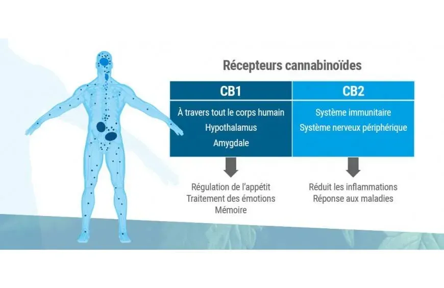 Sur quels récepteurs agit le CBD