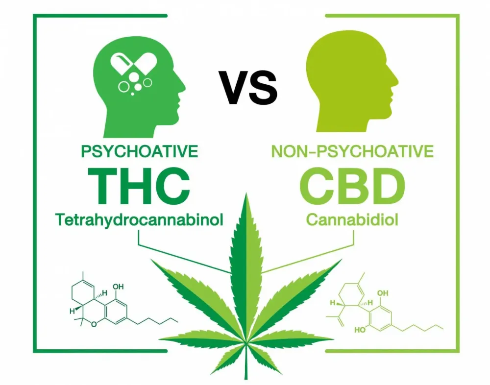 Qu'elle est la différence entre CBD et THC ?